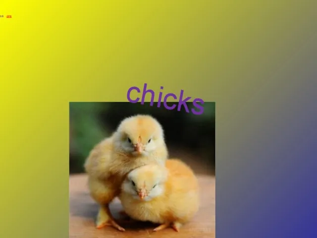 chicks These are