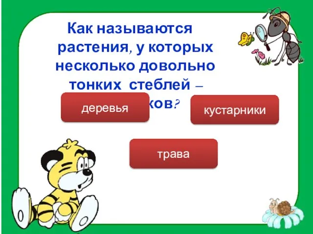 Как называются растения, у которых несколько довольно тонких стеблей –стволиков? кустарники деревья трава