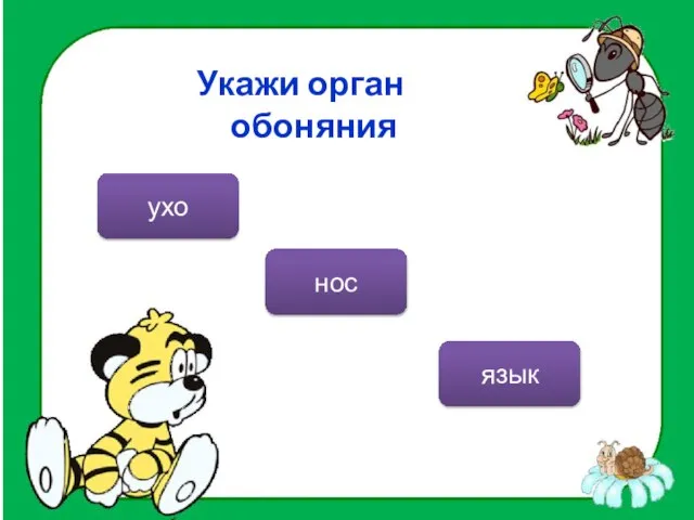 Укажи орган обоняния нос ухо язык