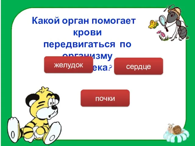 Какой орган помогает крови передвигаться по организму человека? сердце желудок почки