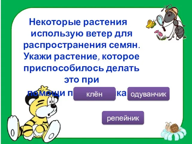 Некоторые растения использую ветер для распространения семян. Укажи растение, которое приспособилось делать