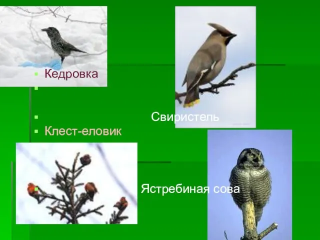 Кедровка Свиристель Клест-еловик Ястребиная сова