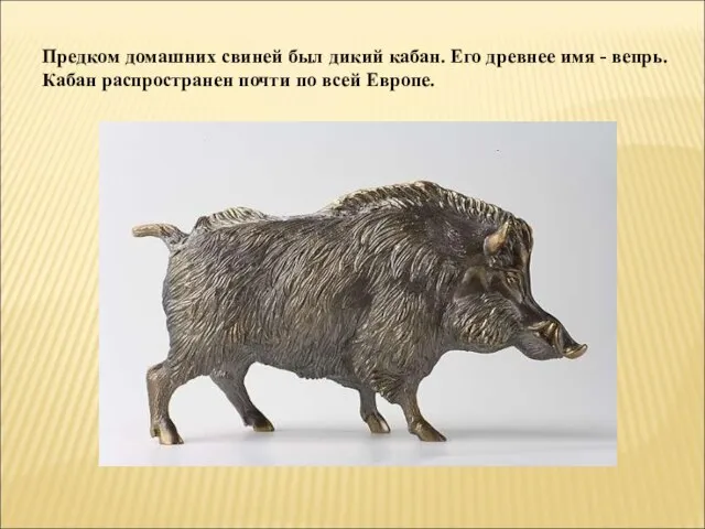 Предком домашних свиней был дикий кабан. Его древнее имя - вепрь. Кабан