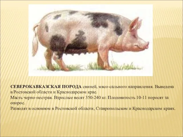 СЕВЕРОКАВКАЗСКАЯ ПОРОДА свиней, мясо-сального направления. Выведена в Ростовской области и Краснодарском крае.