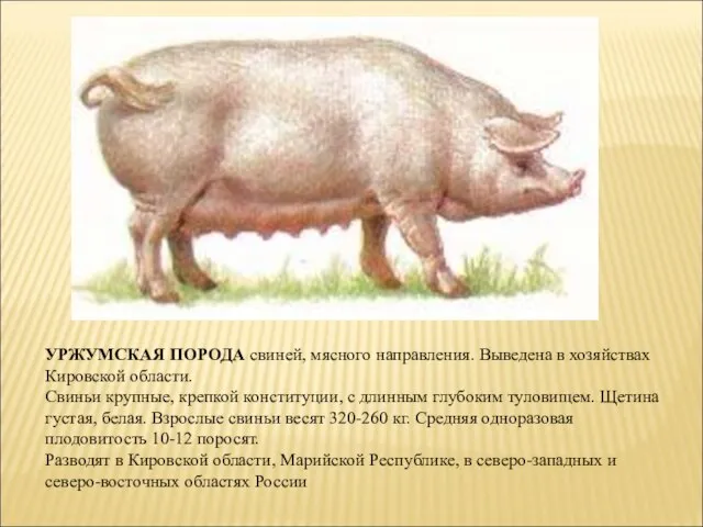 УРЖУМСКАЯ ПОРОДА свиней, мясного направления. Выведена в хозяйствах Кировской области. Свиньи крупные,