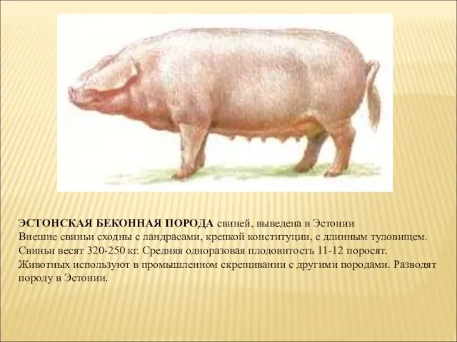 ЭСТОНСКАЯ БЕКОННАЯ ПОРОДА свиней, выведена в Эстонии Внешне свиньи сходны с ландрасами,