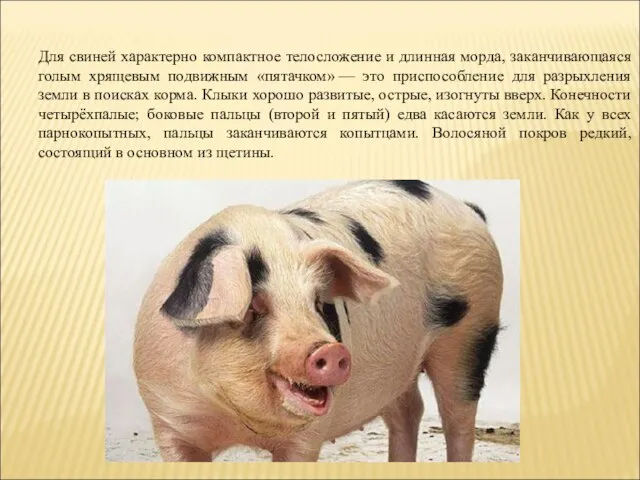 Для свиней характерно компактное телосложение и длинная морда, заканчивающаяся голым хрящевым подвижным