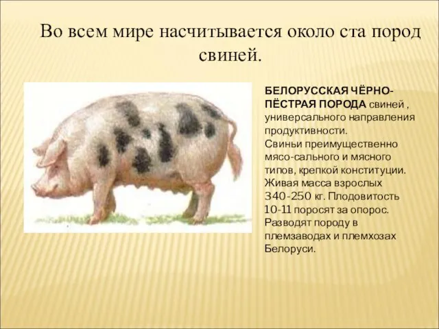 Во всем мире насчитывается около ста пород свиней. БЕЛОРУССКАЯ ЧЁРНО-ПЁСТРАЯ ПОРОДА свиней