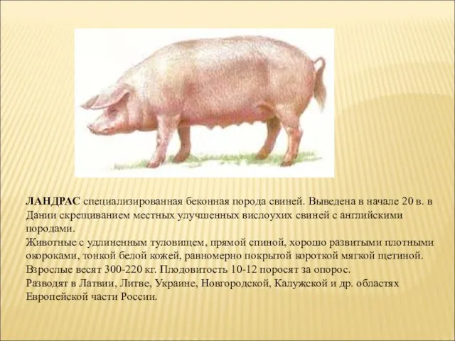 ЛАНДРАС специализированная беконная порода свиней. Выведена в начале 20 в. в Дании
