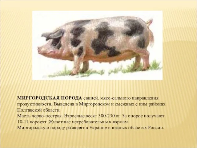 МИРГОРОДСКАЯ ПОРОДА свиней, мясо-сального направления продуктивности. Выведена в Миргородском и смежных с