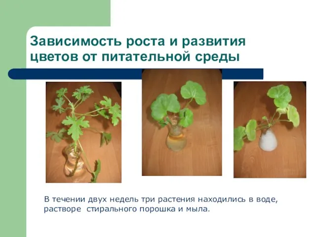 Зависимость роста и развития цветов от питательной среды В течении двух недель