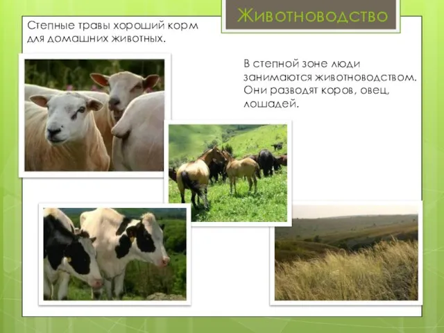 Животноводство Степные травы хороший корм для домашних животных. В степной зоне люди
