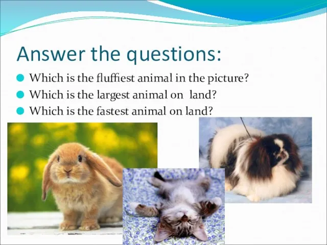 Answer the questions: Which is the fluffiest animal in the picture? Which