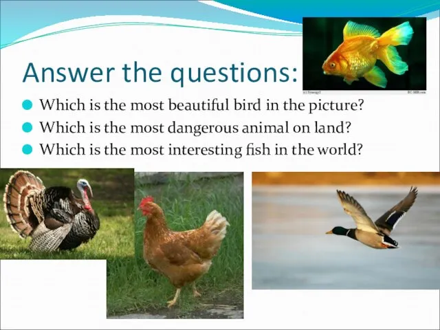 Answer the questions: Which is the most beautiful bird in the picture?