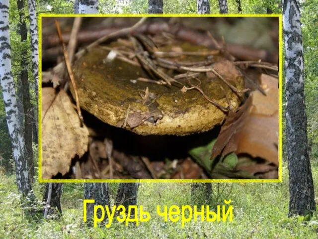 Груздь черный