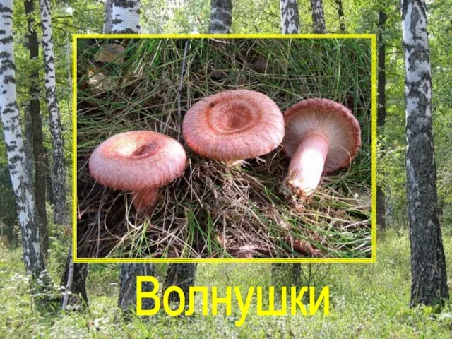 Волнушки