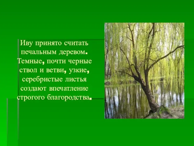 Иву принято считать печальным деревом. Темные, почти черные ствол и ветви, узкие,