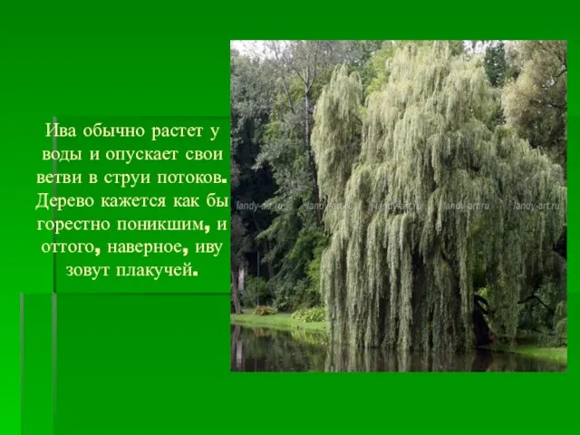 Ива обычно растет у воды и опускает свои ветви в струи потоков.