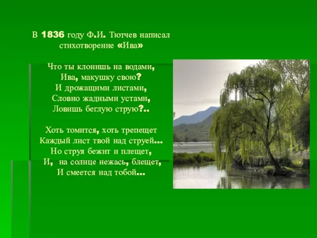 В 1836 году Ф.И. Тютчев написал стихотворение «Ива» Что ты клонишь на