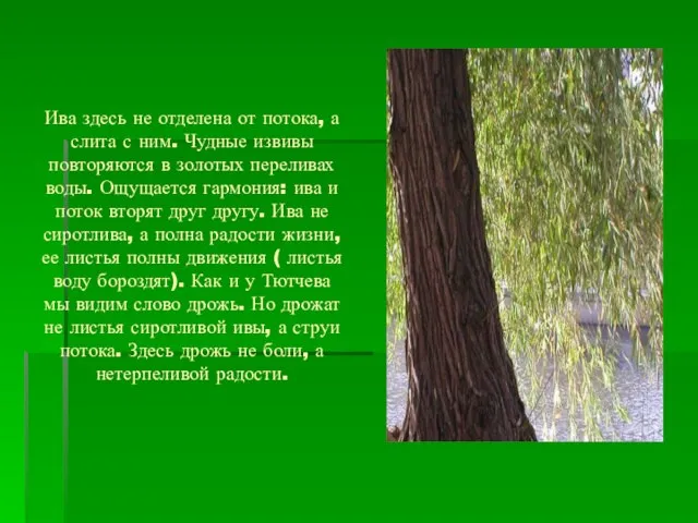 Ива здесь не отделена от потока, а слита с ним. Чудные извивы