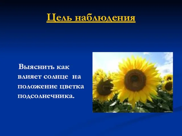 Цель наблюдения Выяснить как влияет солнце на положение цветка подсолнечника.