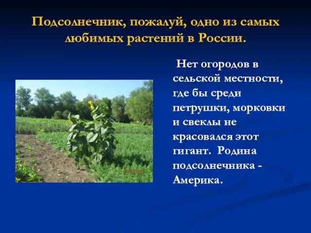 Подсолнечник, пожалуй, одно из самых любимых растений в России. Нет огородов в
