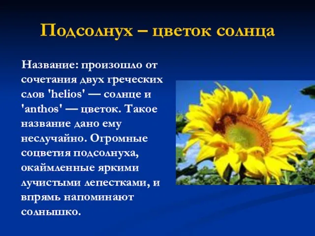 Подсолнух – цветок солнца Название: произошло от сочетания двух греческих слов 'helios'
