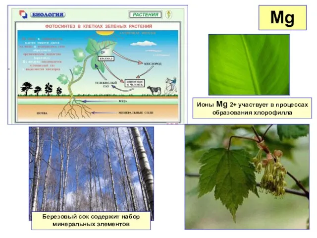 Mg Ионы Mg 2+ участвует в процессах образования хлорофилла Березовый сок содержит набор минеральных элементов