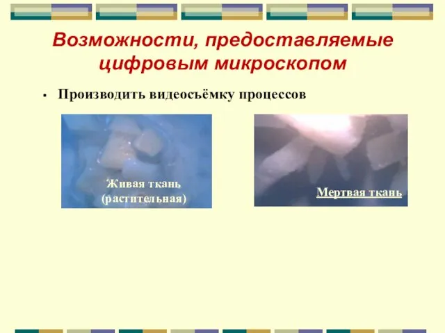 Возможности, предоставляемые цифровым микроскопом Производить видеосъёмку процессов Живая ткань (растительная) Мертвая ткань