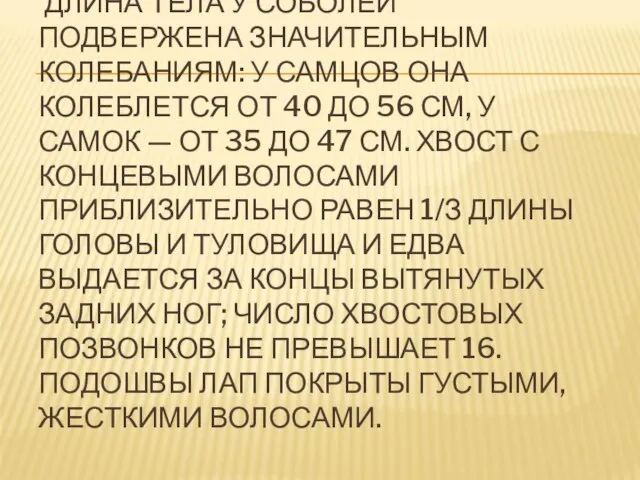 ДЛИНА ТЕЛА У СОБОЛЕЙ ПОДВЕРЖЕНА ЗНАЧИТЕЛЬНЫМ КОЛЕБАНИЯМ: У САМЦОВ ОНА КОЛЕБЛЕТСЯ ОТ