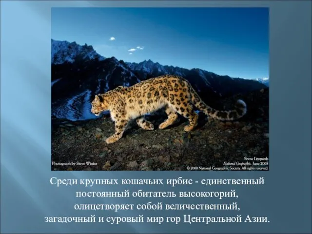 Среди крупных кошачьих ирбис - единственный постоянный обитатель высокогорий, олицетворяет собой величественный,