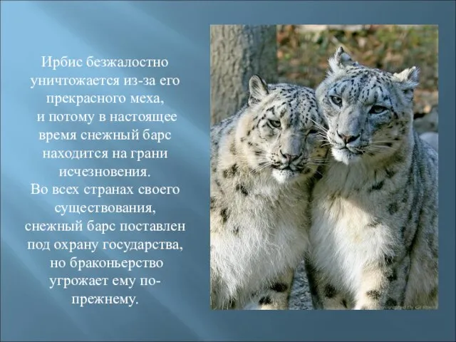 Ирбис безжалостно уничтожается из-за его прекрасного меха, и потому в настоящее время