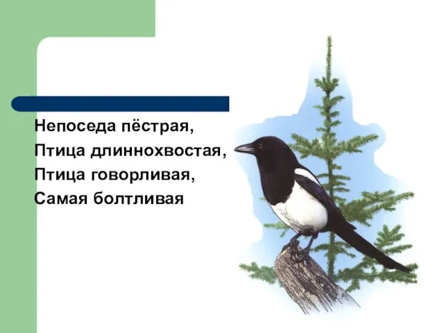 Непоседа пёстрая, Птица длиннохвостая, Птица говорливая, Самая болтливая