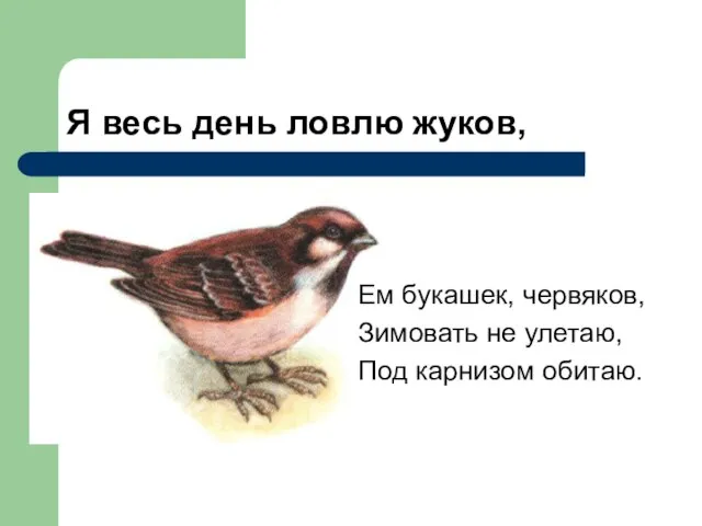 Я весь день ловлю жуков, Ем букашек, червяков, Зимовать не улетаю, Под карнизом обитаю.