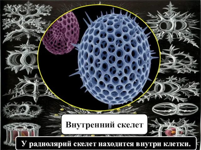 У радиолярий скелет находится внутри клетки. Внутренний скелет