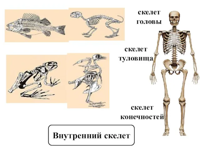 скелет головы скелет туловища скелет конечностей Внутренний скелет