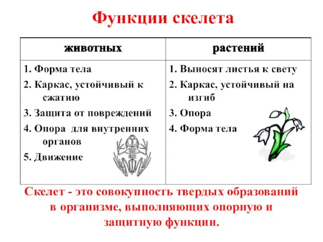 Функции скелета Скелет - это совокупность твердых образований в организме, выполняющих опорную и защитную функции.