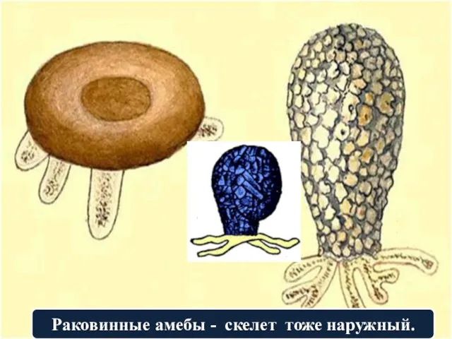 Раковинные амебы - скелет тоже наружный.