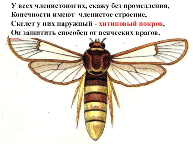 У всех членистоногих, скажу без промедления, Конечности имеют членистое строение, Скелет у