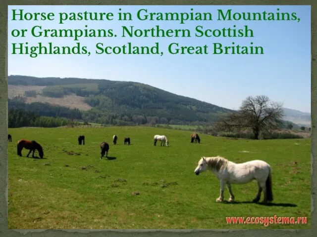 Horse pasture in Grampian Mountains, or Grampians. Northern Scottish Highlands, Scotland, Great Britain