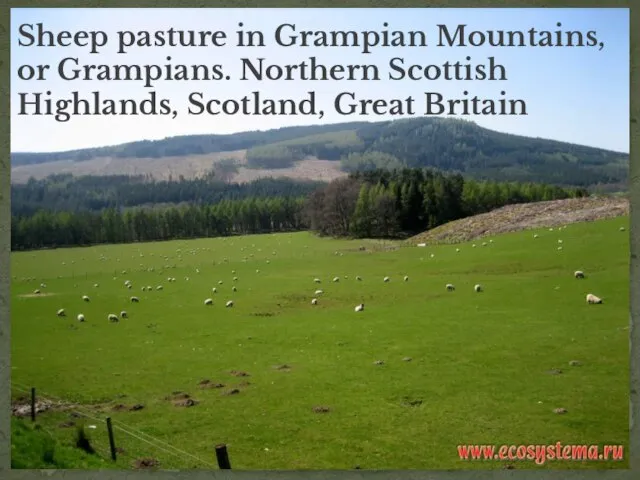 Sheep pasture in Grampian Mountains, or Grampians. Northern Scottish Highlands, Scotland, Great Britain