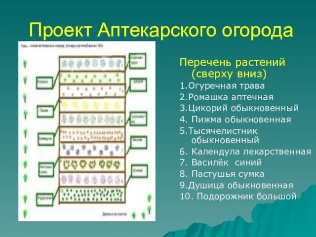 Проект Аптекарского огорода Перечень растений (сверху вниз) 1.Огуречная трава 2.Ромашка аптечная 3.Цикорий