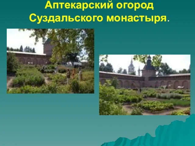 Аптекарский огород Суздальского монастыря.