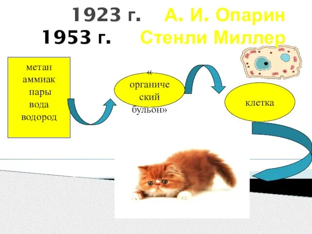 1923 г. А. И. Опарин 1953 г. Стенли Миллер метан аммиак пары