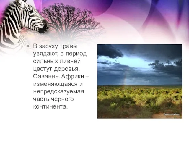 В засуху травы увядают, в период сильных ливней цветут деревья. Саванны Африки