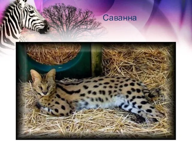 Саванна