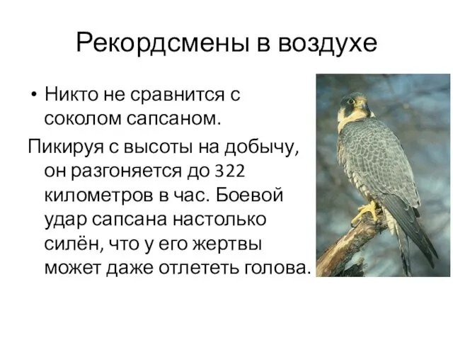 Рекордсмены в воздухе Никто не сравнится с соколом сапсаном. Пикируя с высоты