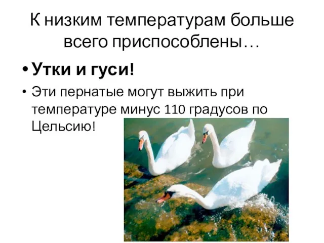 К низким температурам больше всего приспособлены… Утки и гуси! Эти пернатые могут