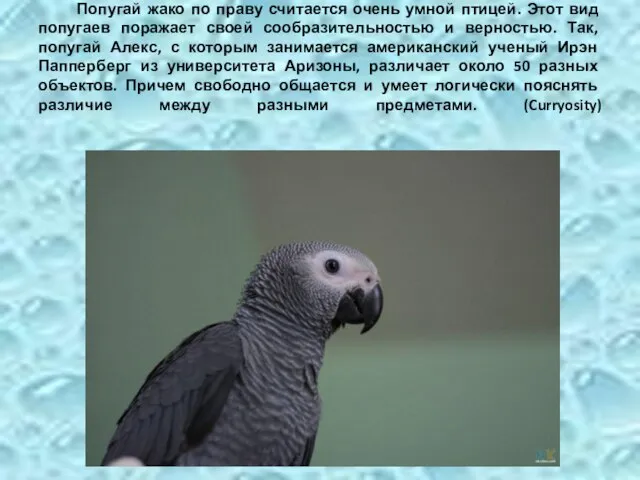 Попугай жако по праву считается очень умной птицей. Этот вид попугаев поражает