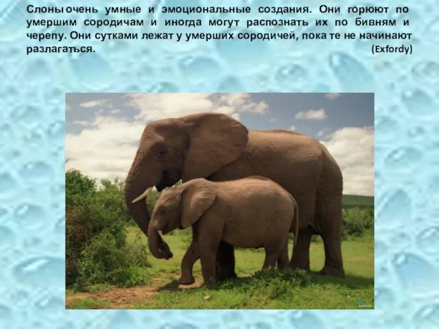 Слоны очень умные и эмоциональные создания. Они горюют по умершим сородичам и